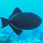 black trigger fish