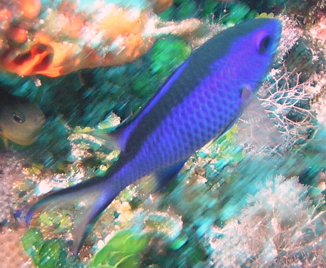 blue reef fish