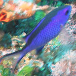 blue reef fish
