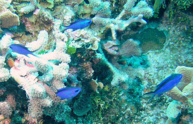 more blue reef fish