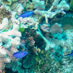 more blue reef fish