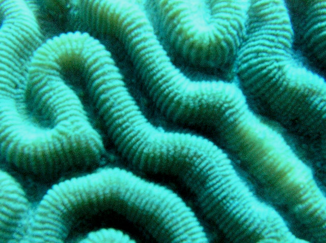 brain coral