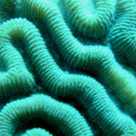 brain coral