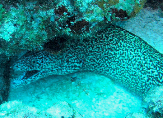 spotted moray