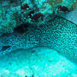 spotted moray