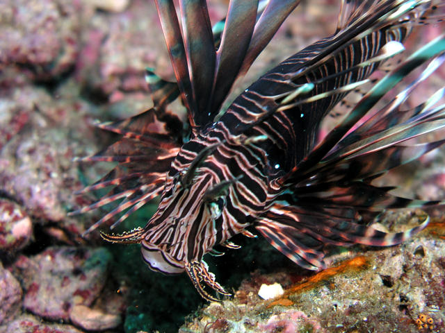 Lion Fish