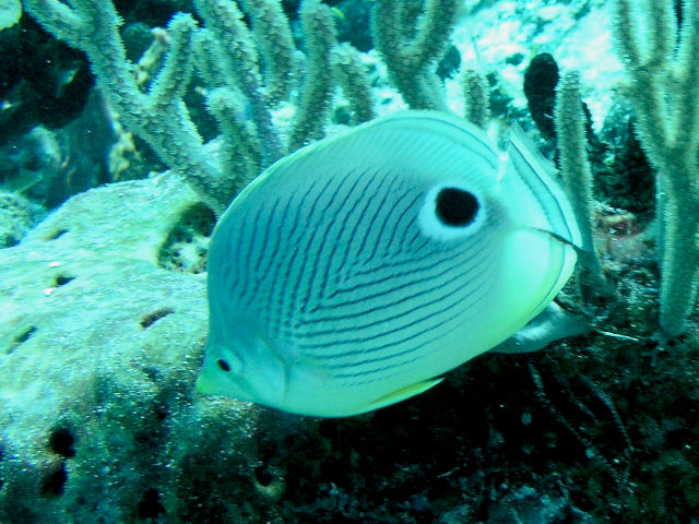 four eyed butterfly fish