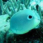 four eyed butterfly fish