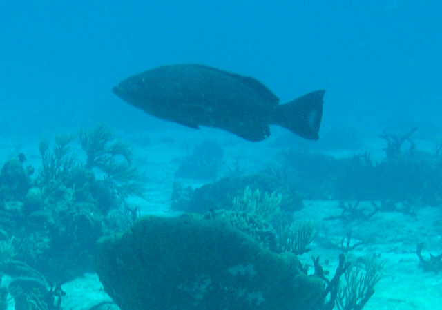 grouper