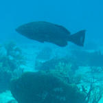 grouper