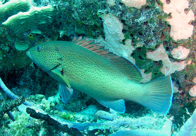 grouper