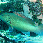 grouper