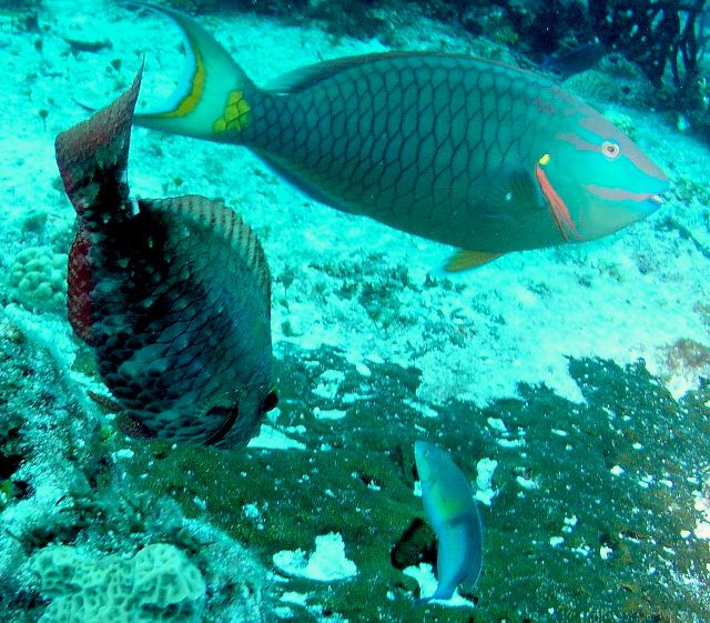 parrot fish