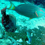 parrot fish