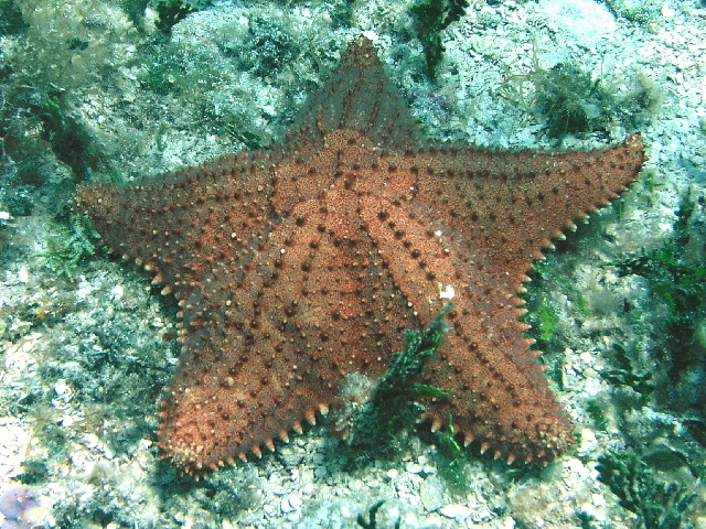 star fish