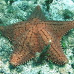 star fish