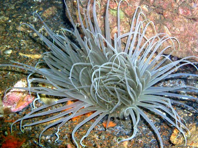 Panama City August 9 2003 anemone.jpg