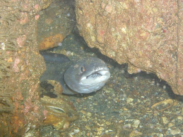 Panama City August 9 2003 Conger Eel.jpg