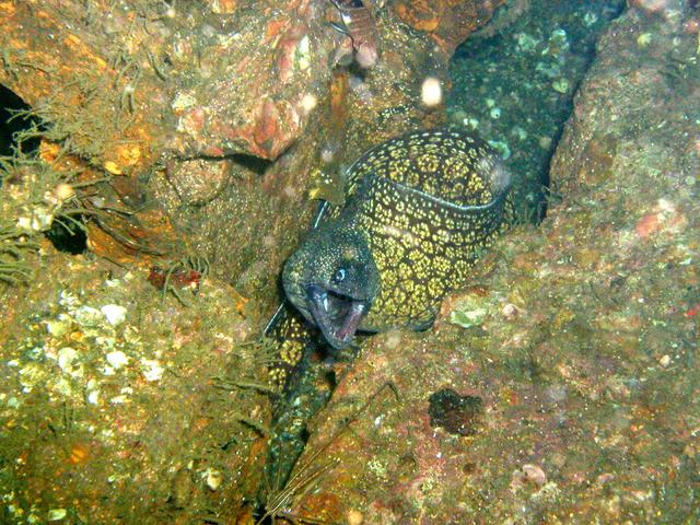 Panama City August 9 2003 Moray3.jpg