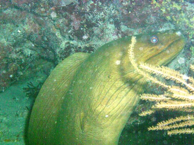 Pompano Beach Labor Day Weekend 2003 Part I eel3.jpg