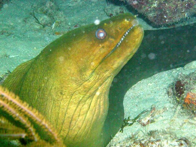 Pompano Beach Labor Day Weekend 2003 Part I eel4.jpg