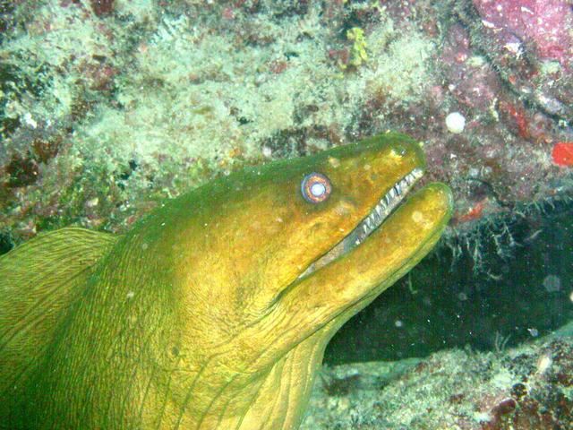 Pompano Beach Labor Day Weekend 2003 Part I eel5.jpg