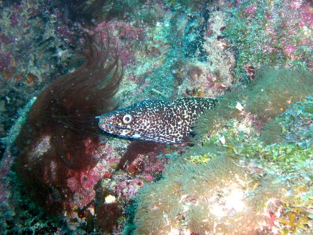 Pompano Beach Labor Day Weekend 2003 Part II eel1.jpg