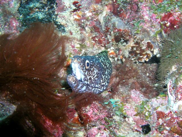 Pompano Beach Labor Day Weekend 2003 Part II eel2.jpg