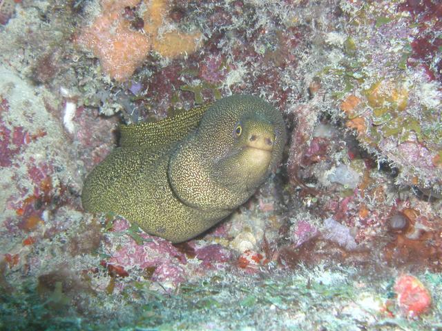 Pompano Beach Labor Day Weekend 2003 Part II eel3.jpg