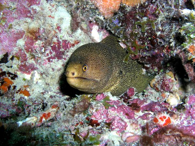 Pompano Beach Labor Day Weekend 2003 Part II eel5.jpg