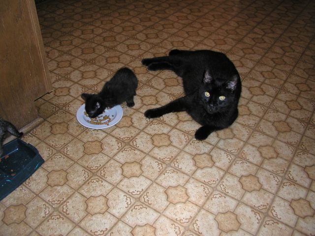 Blackie & Rambo at 6 weeks.jpg