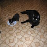 Blackie & Rambo at 6 weeks.jpg