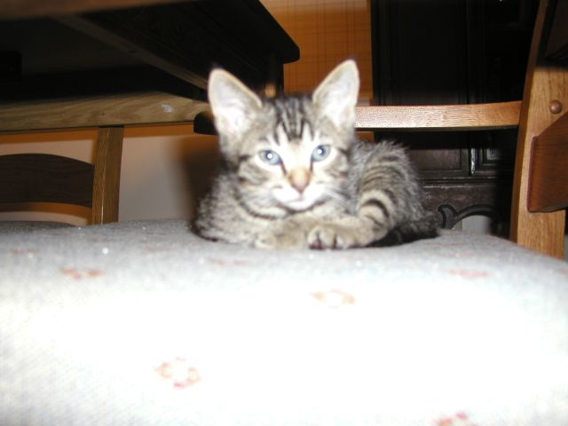 Rocky at 6 weeks.jpg