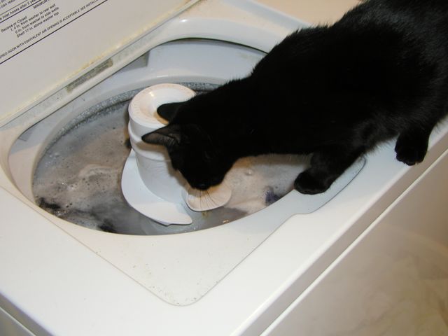 Rambo helps with the laundry.jpg