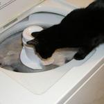 Rambo helps with the laundry.jpg