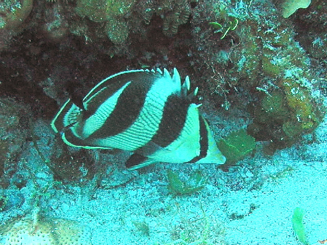 banded butterfly fish