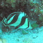 banded butterfly fish