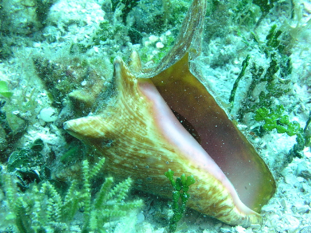 conch