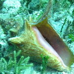 conch