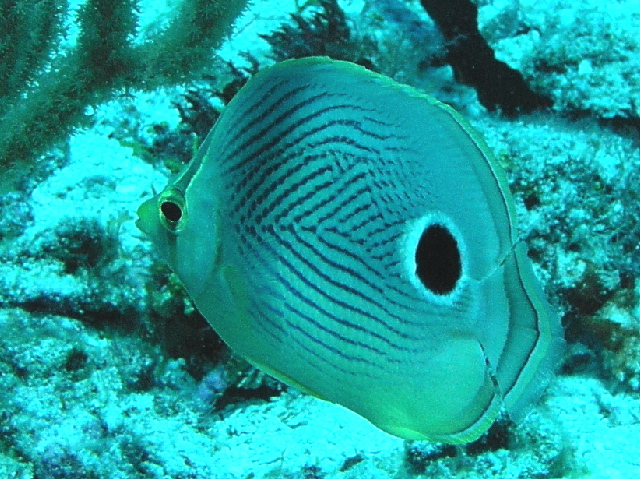 four eyed butterfly fish