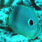 four eyed butterfly fish