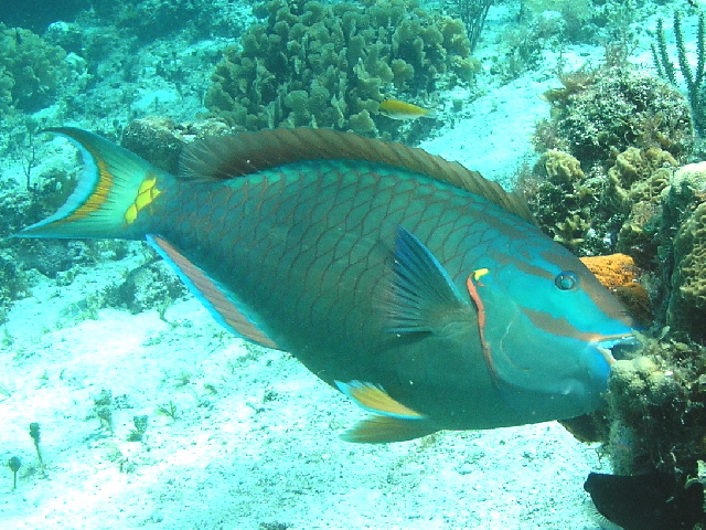 Parrot fish