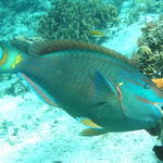 Parrot fish