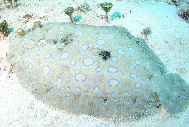 Peacock Flounder