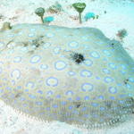 Peacock Flounder