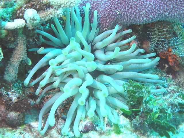 Sea Anemone