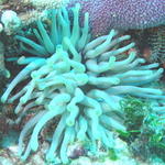 Sea Anemone