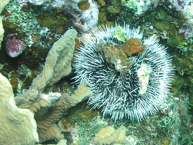 sea urchin