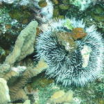 sea urchin