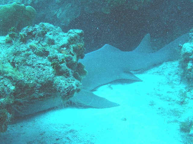 Nurse Shark Sleeping